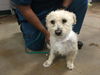 adoptable Dog in  named LORELI