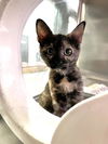 adoptable Cat in Thousand Palms, CA named DAISY