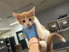 adoptable Cat in Thousand Palms, CA named KENDALL