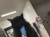 adoptable Cat in  named KENNY