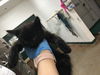 adoptable Cat in Thousand Palms, CA named NICOLE