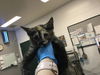 adoptable Cat in Thousand Palms, CA named ARIANA