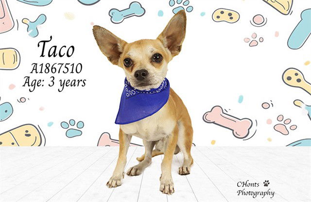 adoptable Dog in Thousand Palms, CA named TACO
