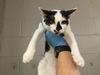 adoptable Cat in Thousand Palms, CA named DANNY