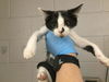 adoptable Cat in Thousand Palms, CA named JUSTIN