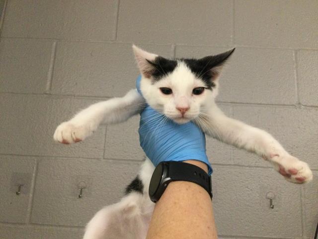 adoptable Cat in Thousand Palms, CA named ADAM