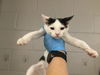 adoptable Cat in Thousand Palms, CA named ADAM