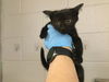 adoptable Cat in Thousand Palms, CA named MAYNARD