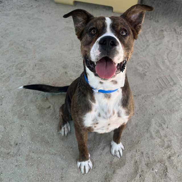 adoptable Dog in Thousand Palms, CA named TATER
