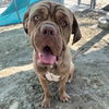 adoptable Dog in  named GOMEZ
