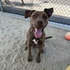 adoptable Dog in  named PETUNIA