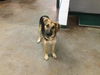 adoptable Dog in  named CHASE