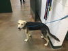 adoptable Dog in  named ACE