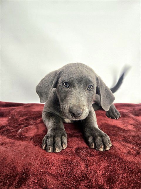 adoptable Dog in Thousand Palms, CA named LUIS