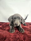 adoptable Dog in  named LUIS