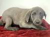 adoptable Dog in  named JIMMY