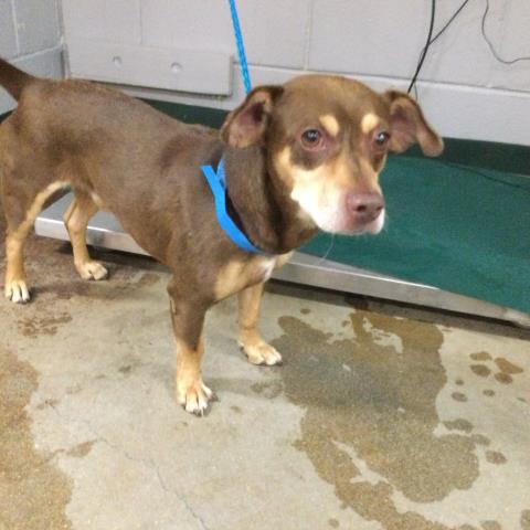 adoptable Dog in Thousand Palms, CA named OZZY