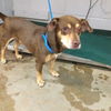 adoptable Dog in  named OZZY