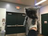 adoptable Cat in  named FABBY