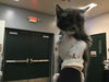 adoptable Cat in  named RICKY
