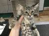 adoptable Cat in  named MIA