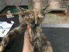adoptable Cat in  named ECLAIRE