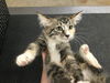 adoptable Cat in  named KYA