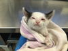 adoptable Cat in  named YODA
