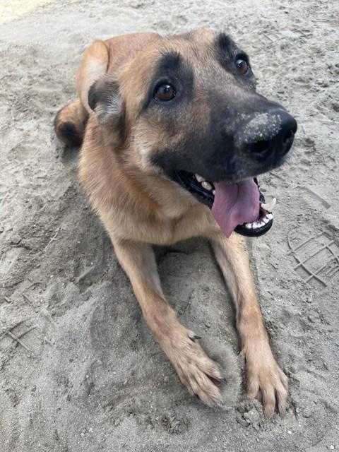 picture of the dog needing adoption