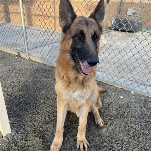 HERSHEY - German Shepherd Dog available for adoption