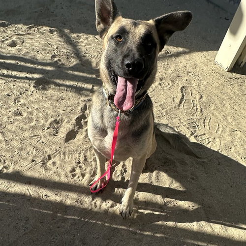 WALLY - German Shepherd Dog available for adoption