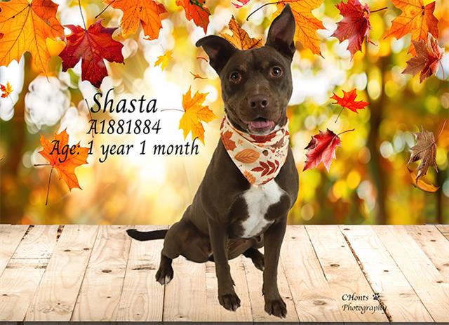 SHASTA