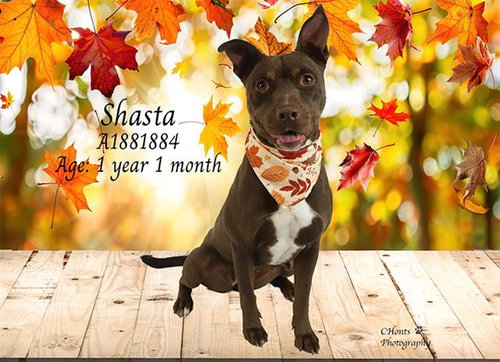 picture of the dog needing adoption