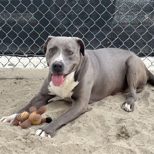 KING - Pit Bull Terrier available for adoption