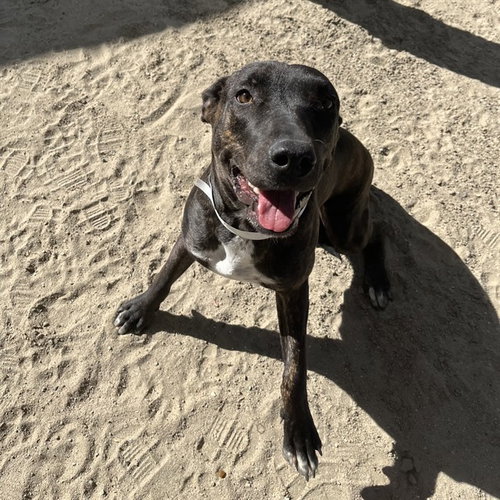 GEMMA - Pit Bull Terrier available for adoption