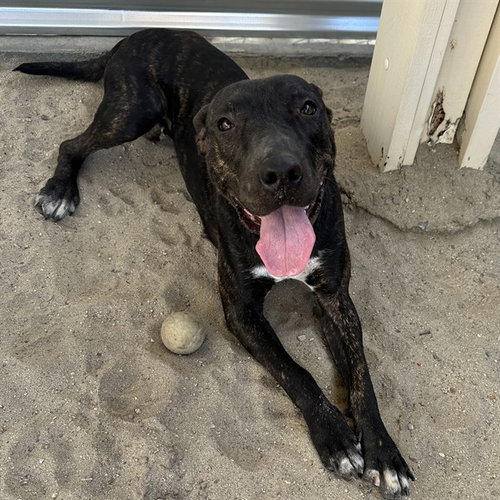 GEMMA - Pit Bull Terrier available for adoption