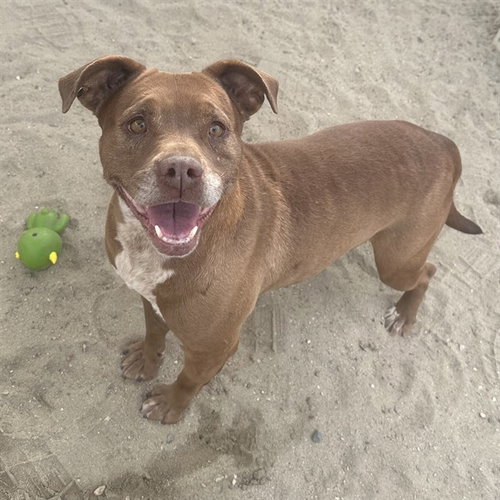 ALEXA - Pit Bull Terrier available for adoption