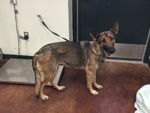 picture of the dog needing adoption