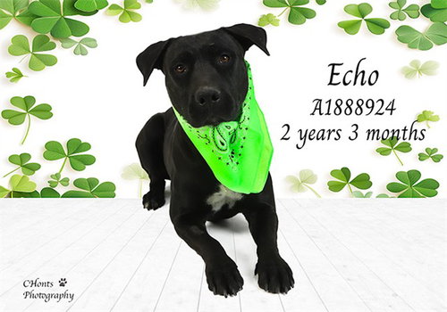 ECHO - Pit Bull Terrier available for adoption