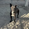 SPARKY - Photo 1