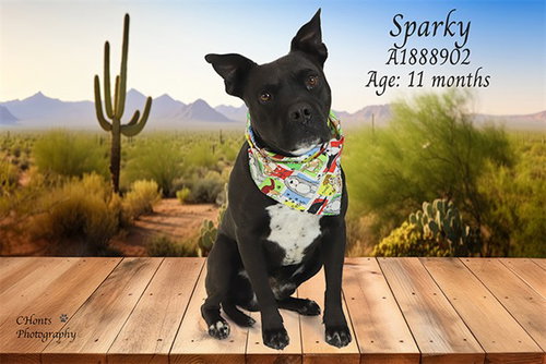 SPARKY - Pit Bull Terrier available for adoption