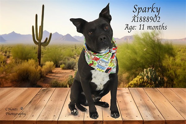 SPARKY