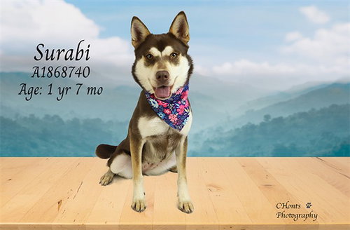 picture of the dog needing adoption