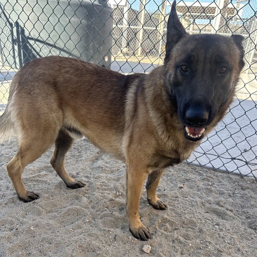 picture of the dog needing adoption