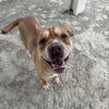 PIPER - Photo 1