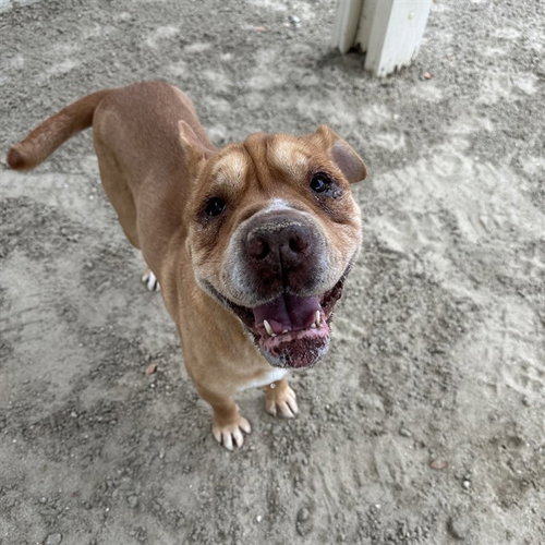 picture of the dog needing adoption