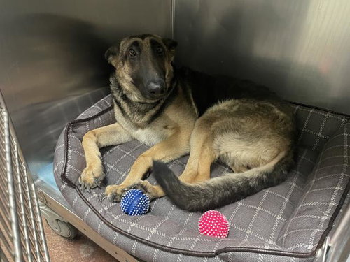 picture of the dog needing adoption