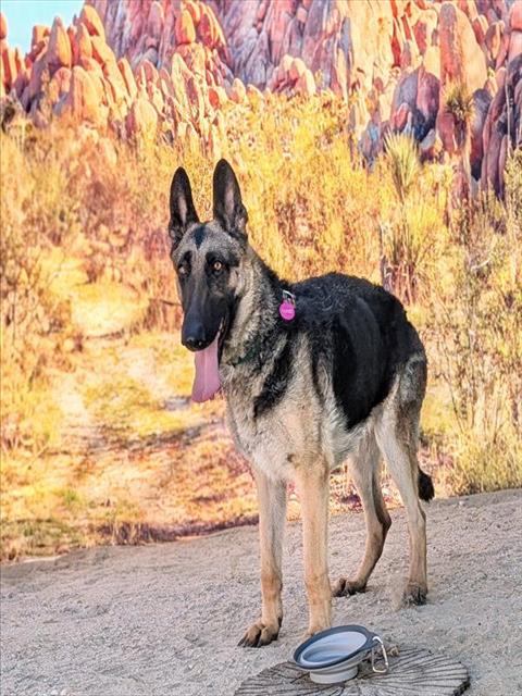 CECE - German Shepherd Dog available for adoption