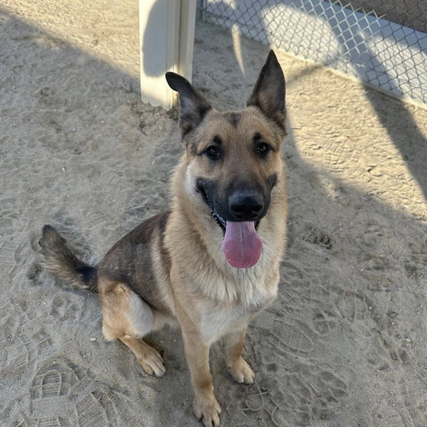 ZEUS