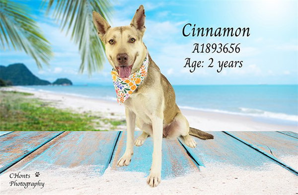 CINNAMON